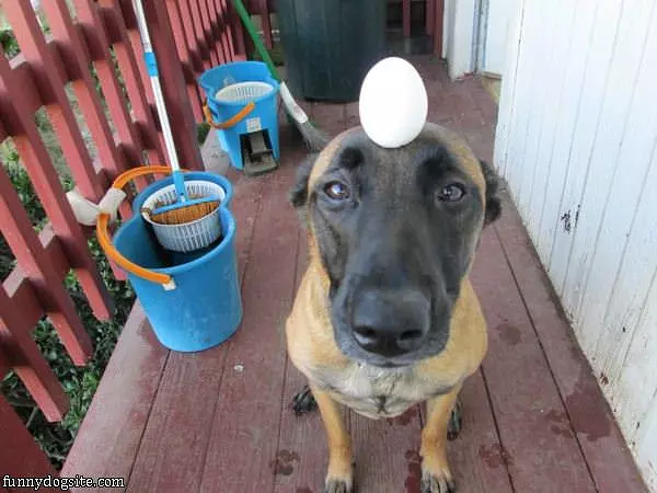 Belgian Shepherd Good Balance