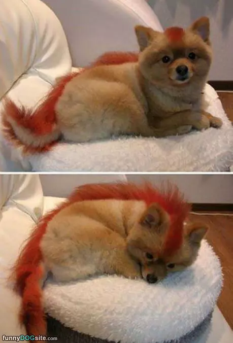 Mohawk Dog