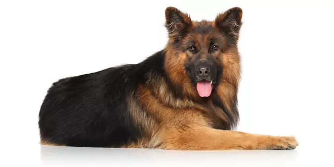 German Shepherd Dog