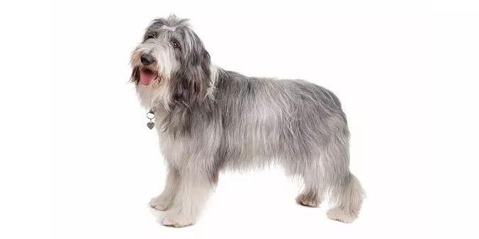 Bearded Collie