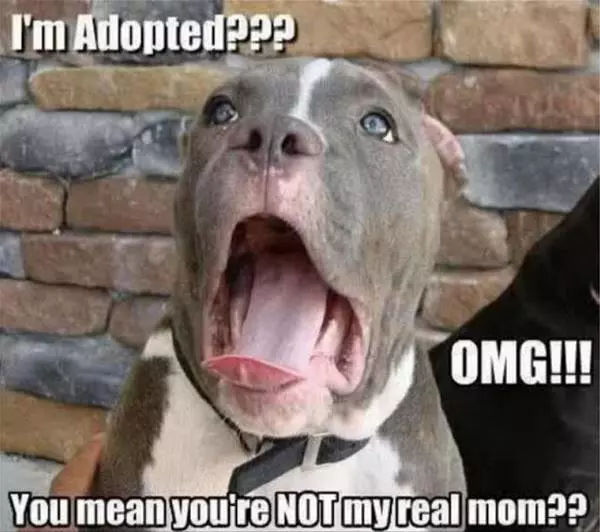 Im Adopted