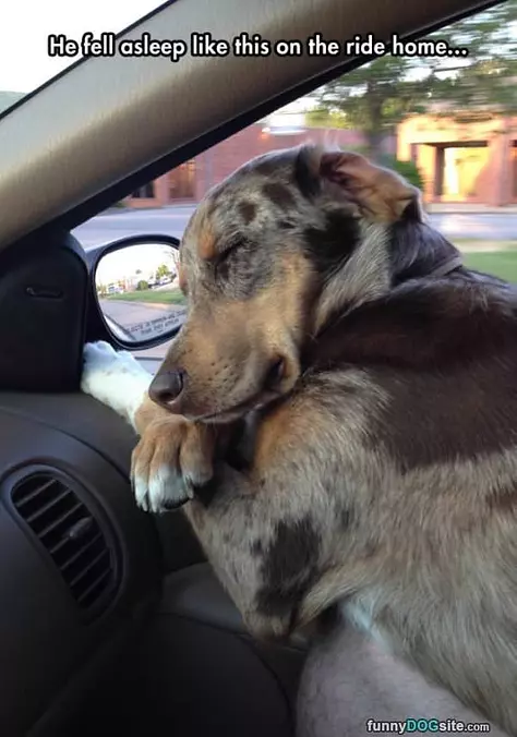 Fell Asleep Like This