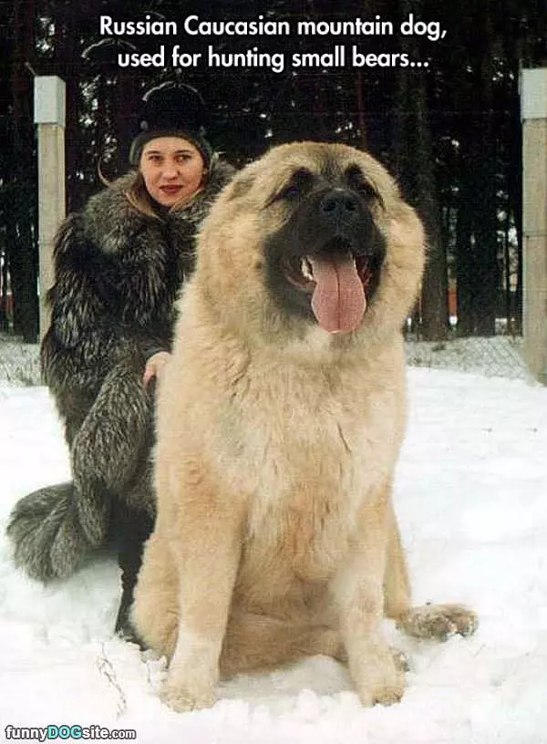 Russian Mountain Dog