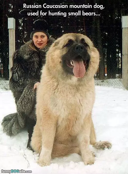 Russian Mountain Dog