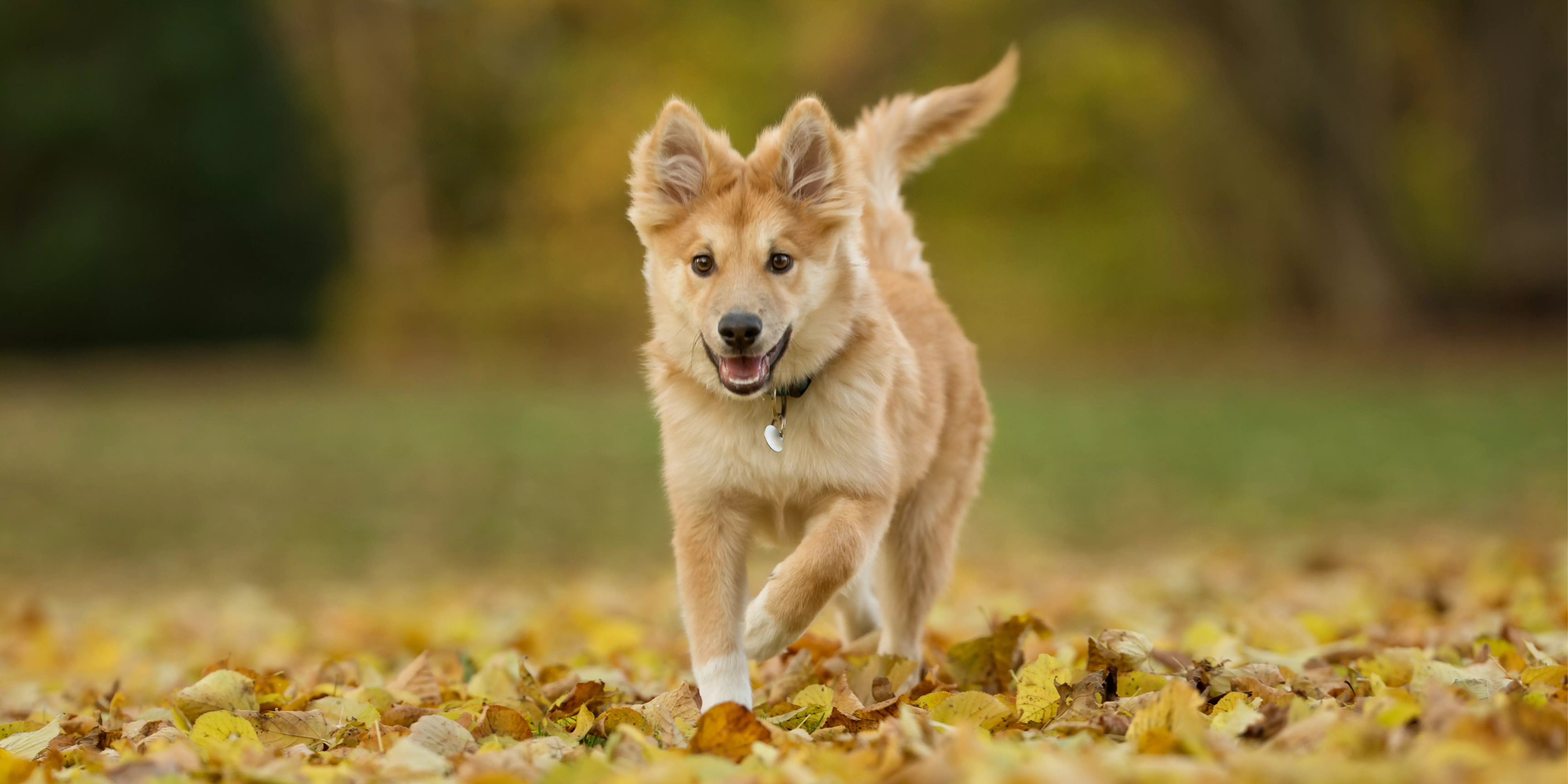 Icelandic Sheepdog