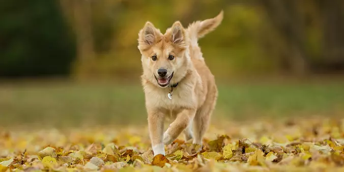 Icelandic Sheepdog puppy