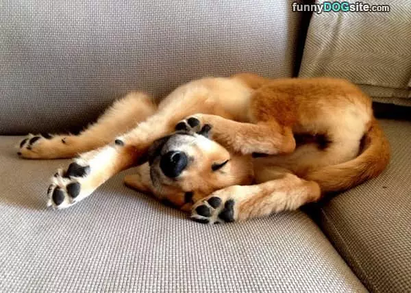 Laying On His Back