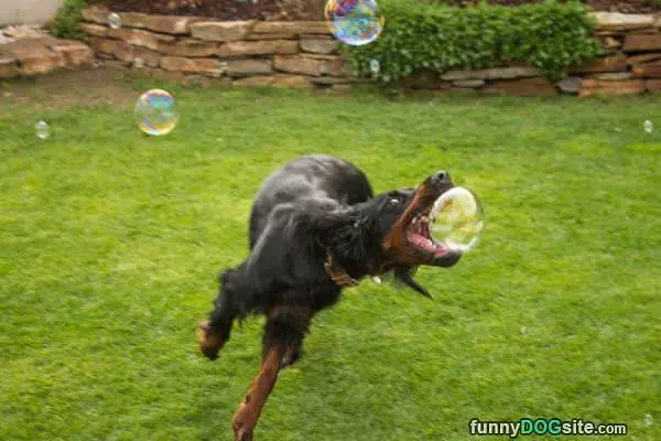 Bubble Biter