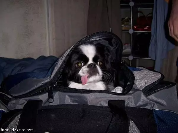 Computer Dog