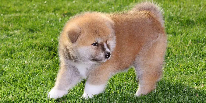 Akita puppy