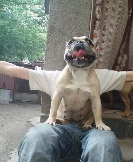 Dog Face