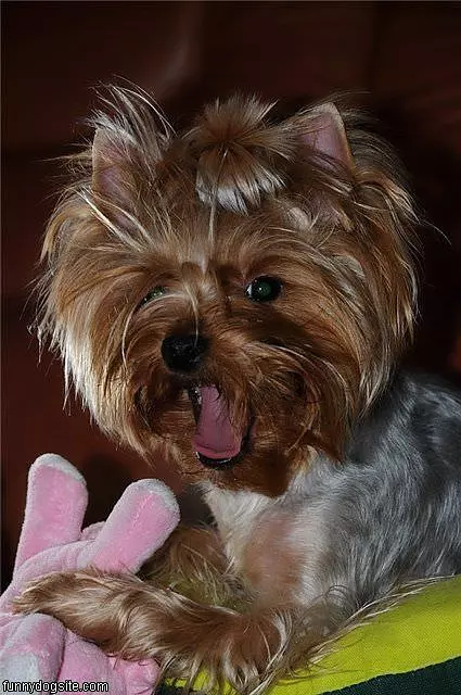 Dog Smile