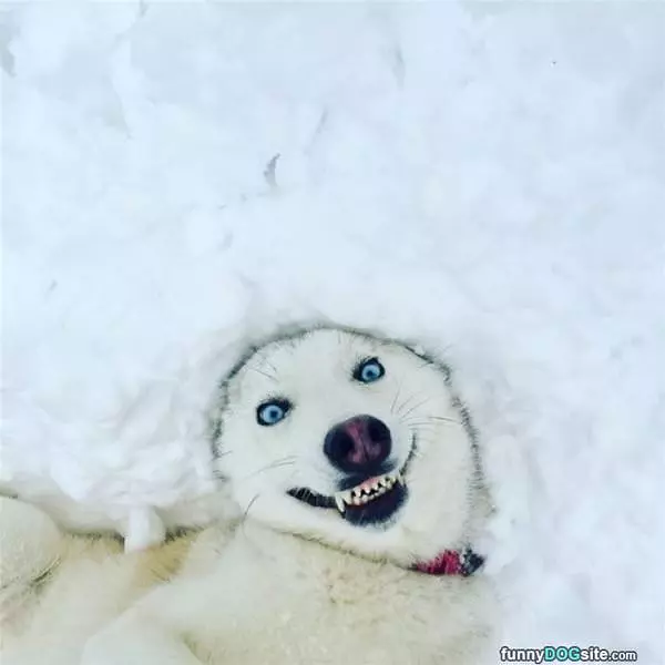 A Very Happy Dog