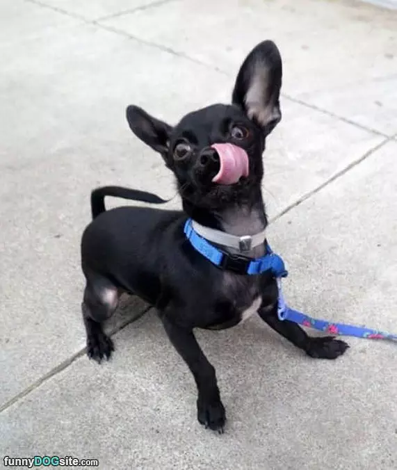 Licky Lick