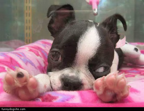 Stretching Dog