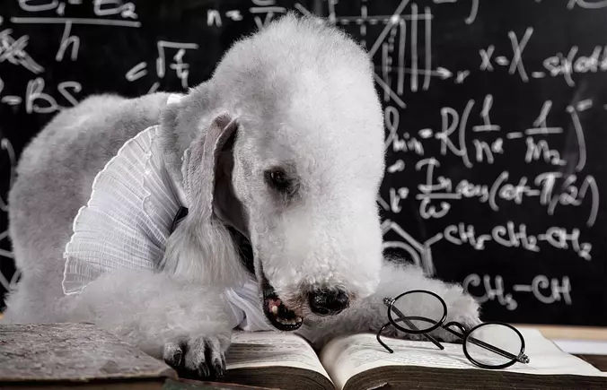 Funny Bedlington Terrier