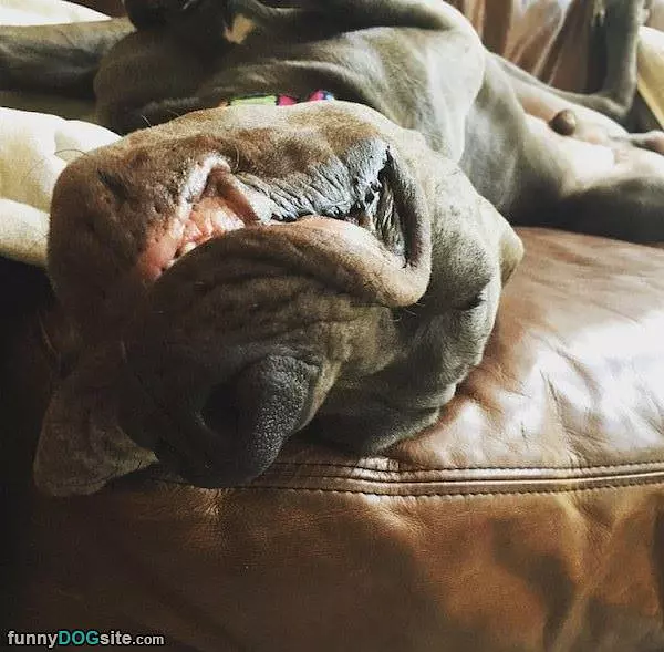 Sleeping Upside Down