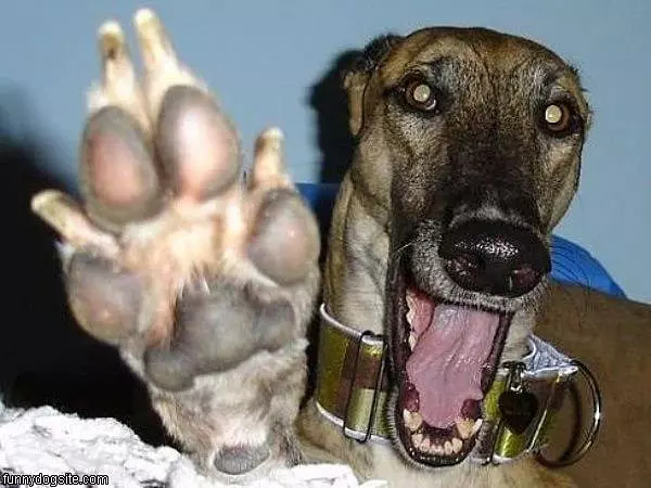 Woof Woof Dog