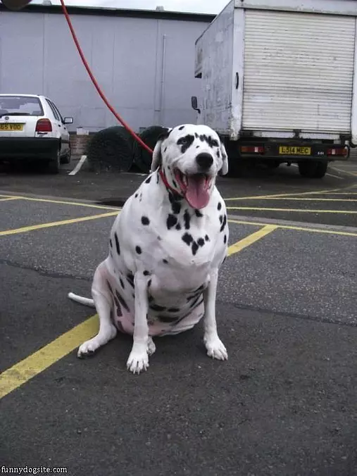 Thats A Huge Dog