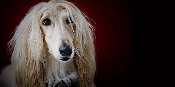 Afgan Hound adult long-coat...