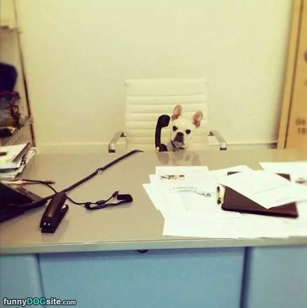 My New Secretary
