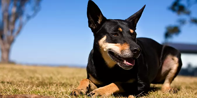 Black Working Kelpie