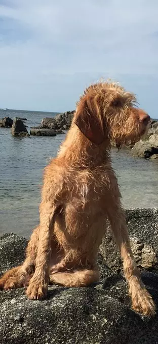Wirehaired Vizsla on the beach