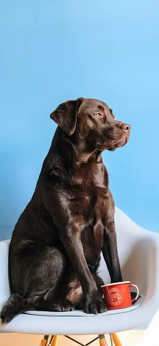 Labrador Retriever