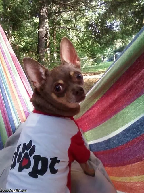 Did You Say Tacos