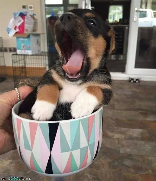 Yawning Out Of My Cup
