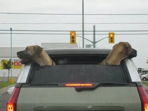 Fun Dogs
