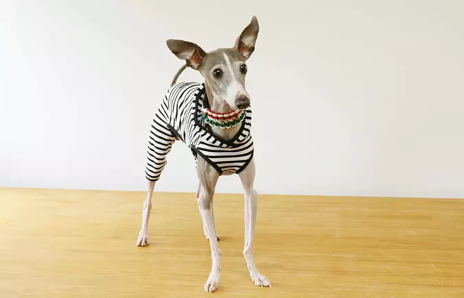 Funny Italian Greyhound