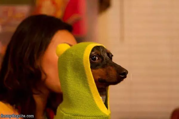 The Dog Hood