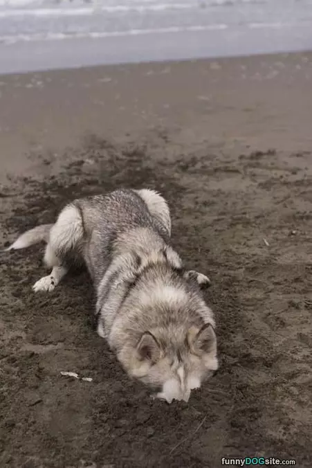 Digging Is So Fun