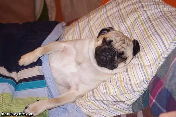 Taking A Little Nap