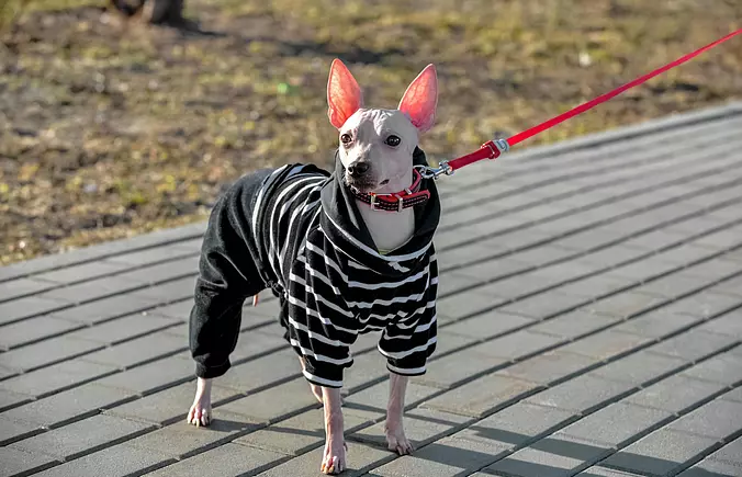American Hairless Terrier w...