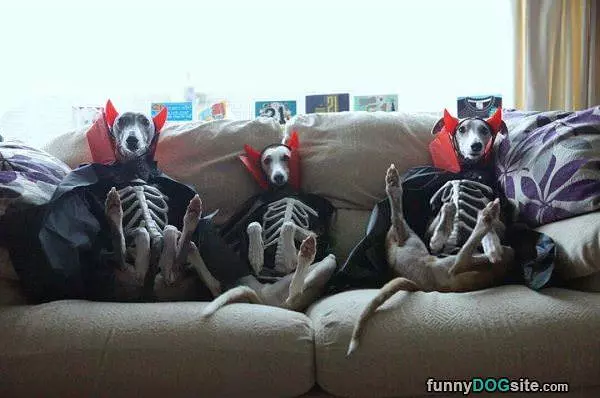 Halloween Dogs