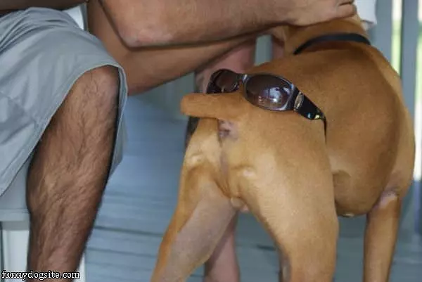 Rear Sunglasses
