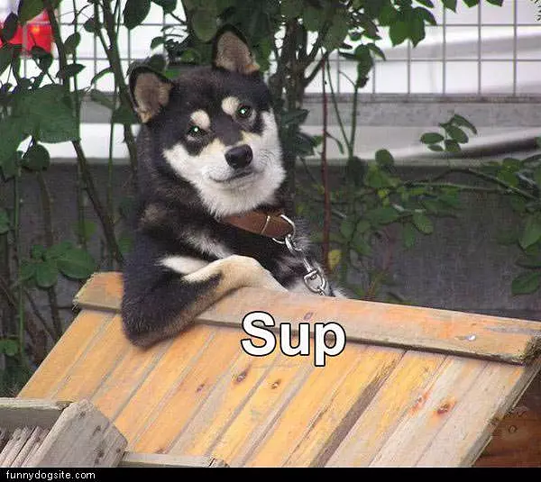 Sup