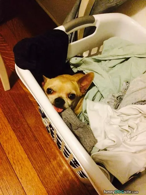 I Am Laundry Lol