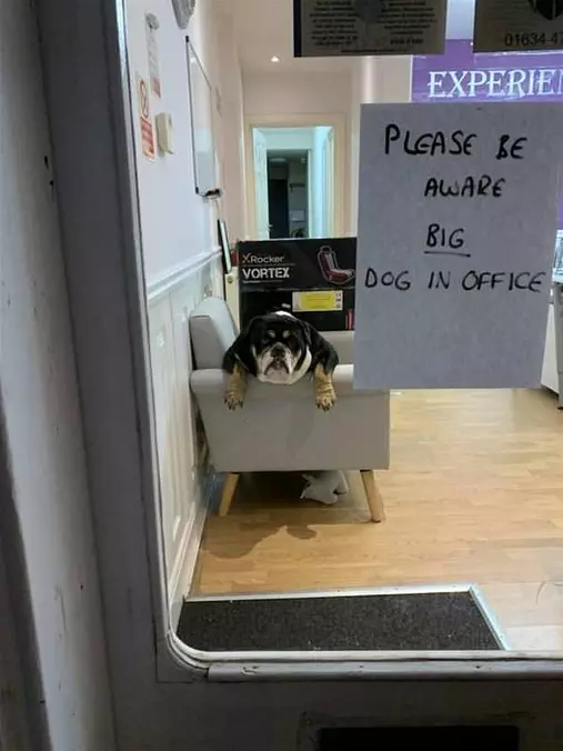 Big Dog In Office