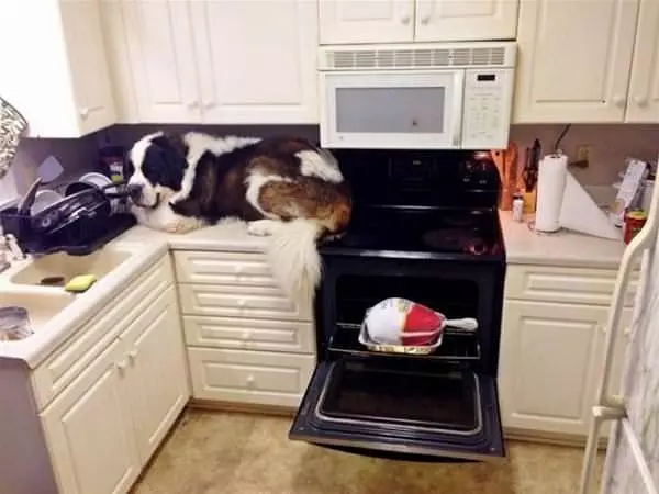 A Counter Dog
