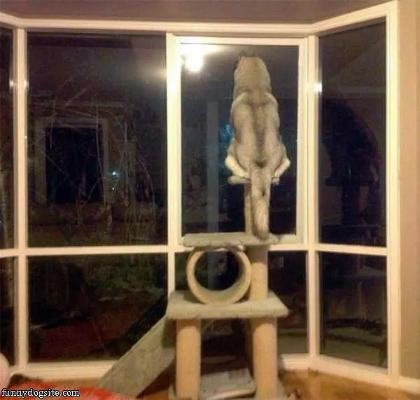 King Of The Castle