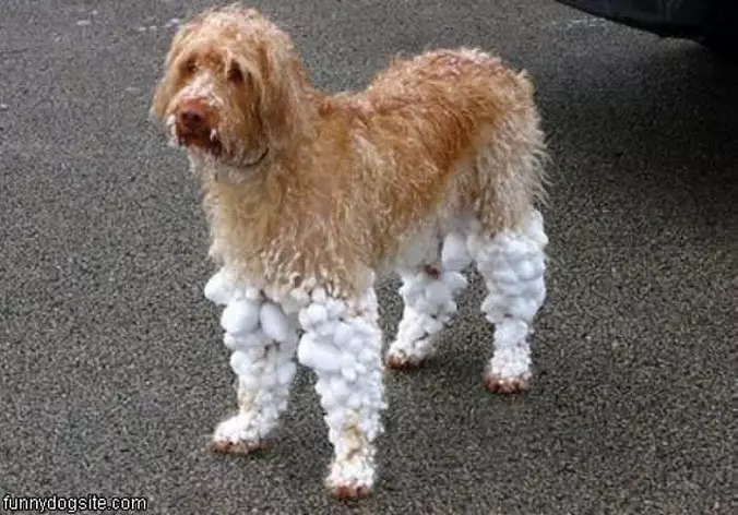 Needs Boots