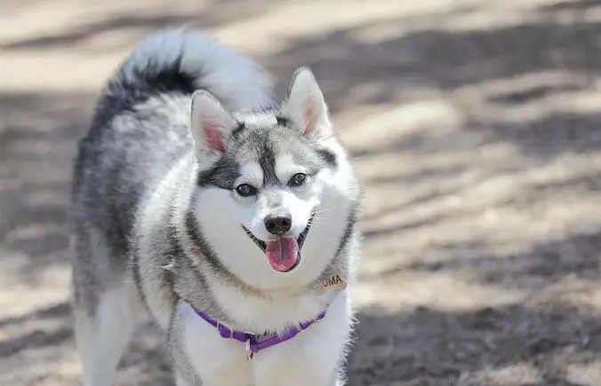 Alaskan Klee Kai Smiling