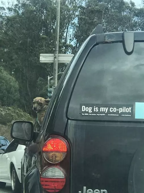 Dog Is My Co Pilot