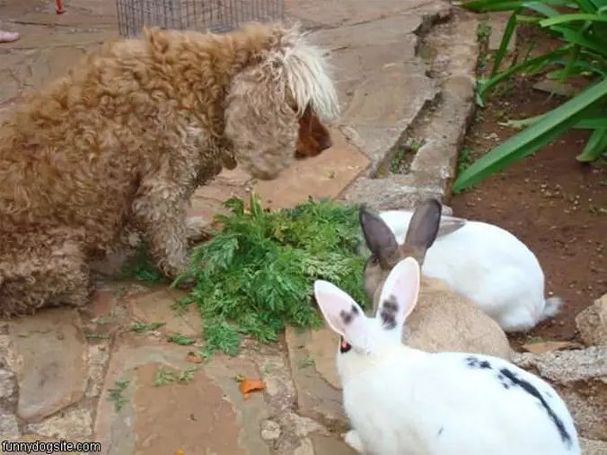 Oh Look Bunnies