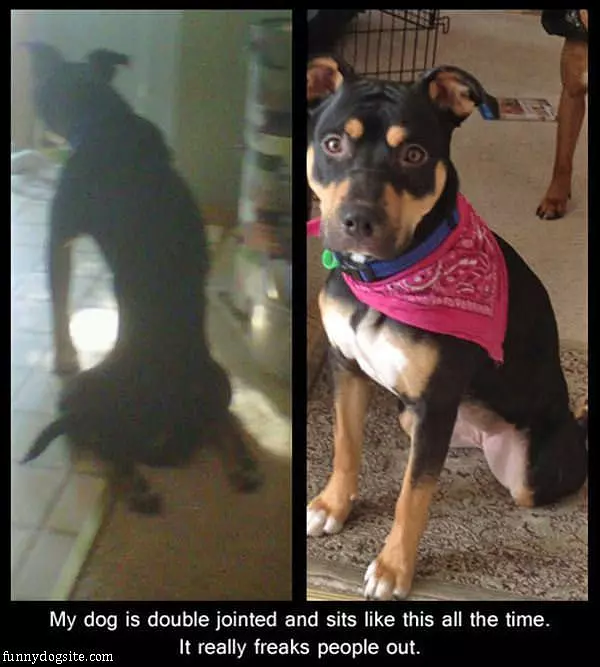 Double Jointed Dog