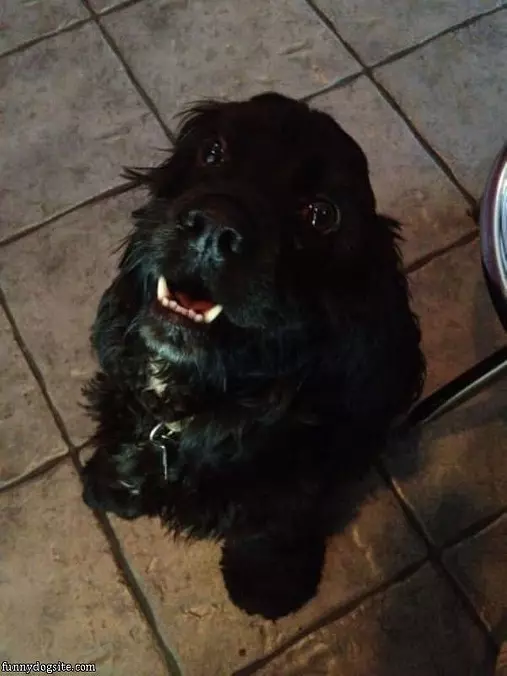 Woofy Smile