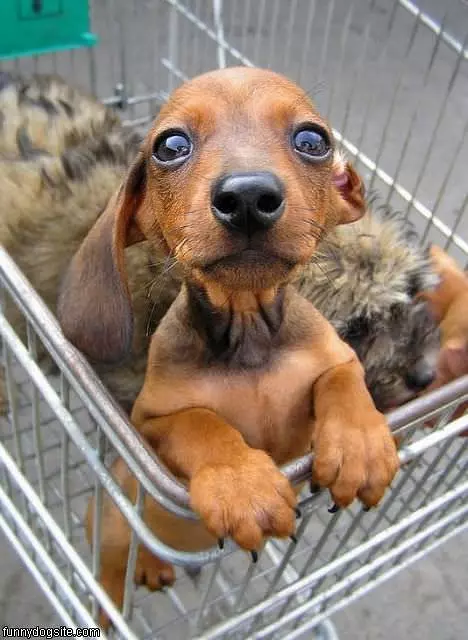 Shipping For Dogs